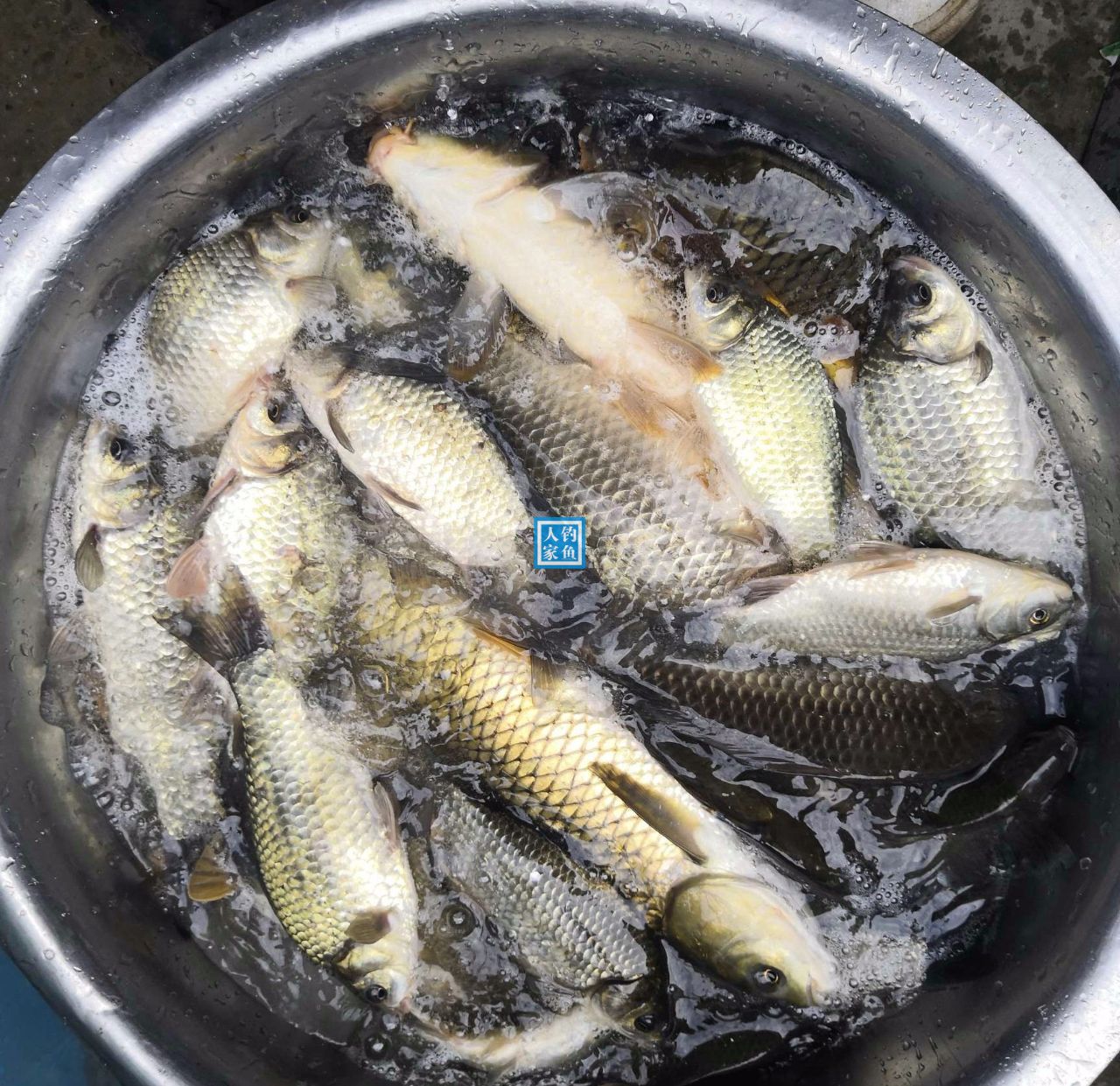 【爱宁 | 探店】人均30元就能吃到东北铁锅炖野生大鱼，贼拉接地气！