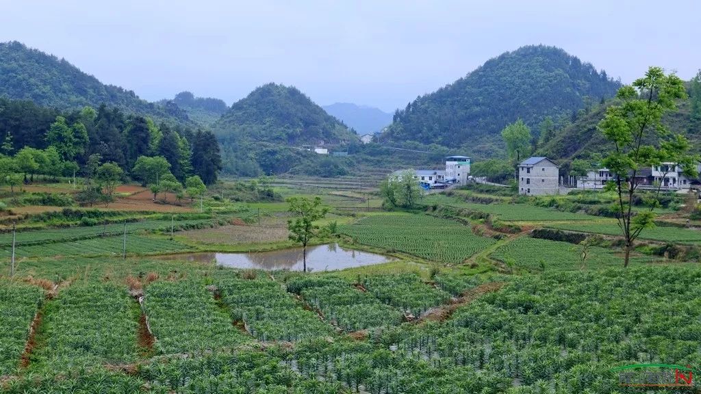 走进里仁镇板栗村