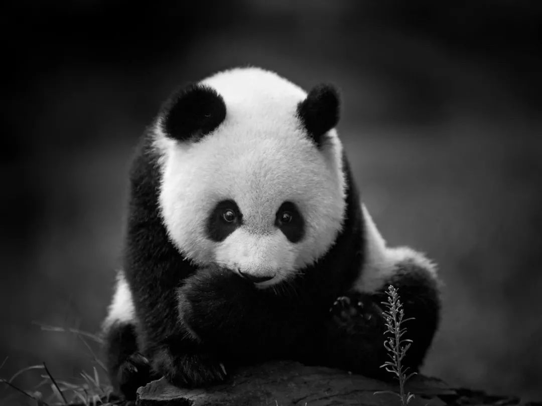 熊猫,摄影师@周孟棋