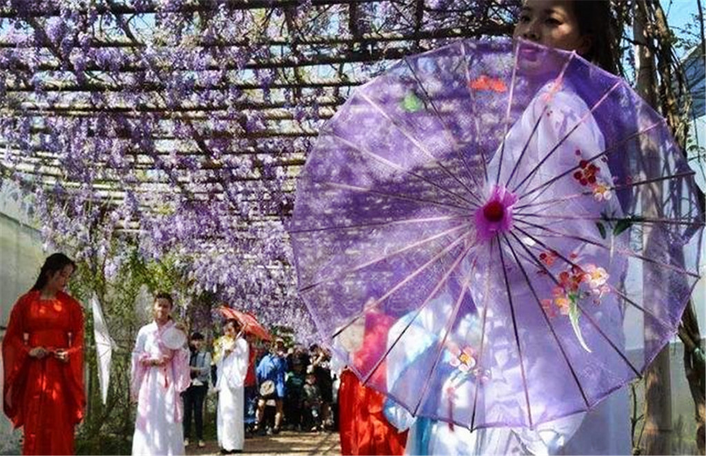 今年五一假期，上海一花园成网红景点，百株紫藤萝引来无数游客