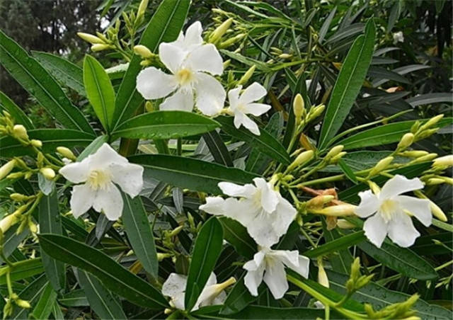 22bc3b50a02c4be8bc89ae83c863dbf0.jpg 22bc3b50a02c4be8bc89ae83c863dbf0.jpg