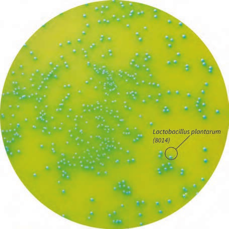 图 植物乳杆菌图.