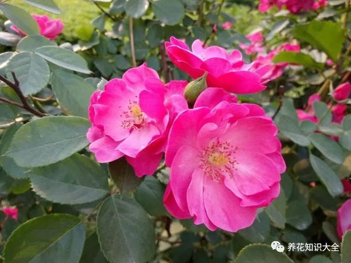 点击查看源网页