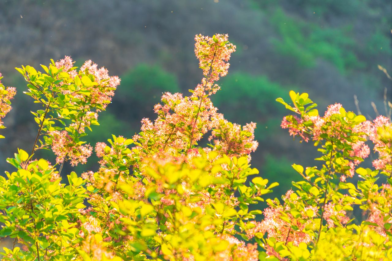 以爱之名——黄栌花开坡峰岭