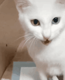一只田园异瞳流浪猫,虽然浑身脏兮兮的,但依旧掩盖不住颜值散发出来的