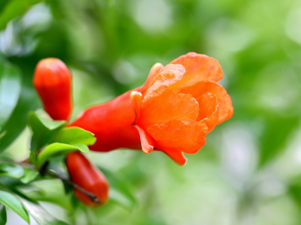 石榴花诗词精选二十三首五月榴花照眼明枝间时见子初成