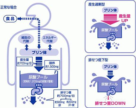鹅肌肽是如何降尿酸的?