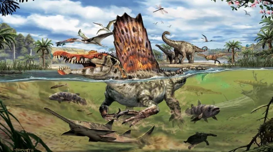 若要说最大的肉食恐龙是 棘(jí)龙, 它的身长也就15米,加上粗短像