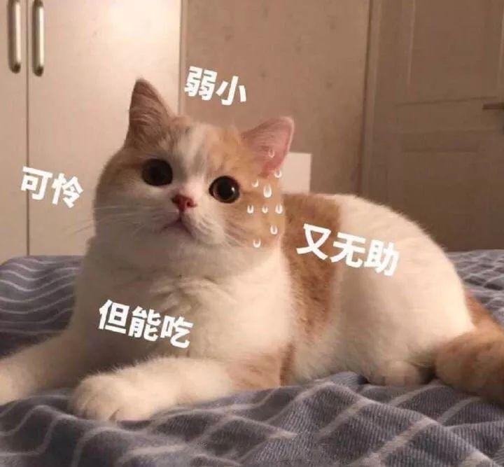 一代玉女天后梁咏琪竟然穷到卖衣服为生？生病还要亲自看店？