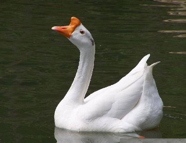 养鹅必备小手册,初养者的经验速成法,品种选择要慎重,已入手