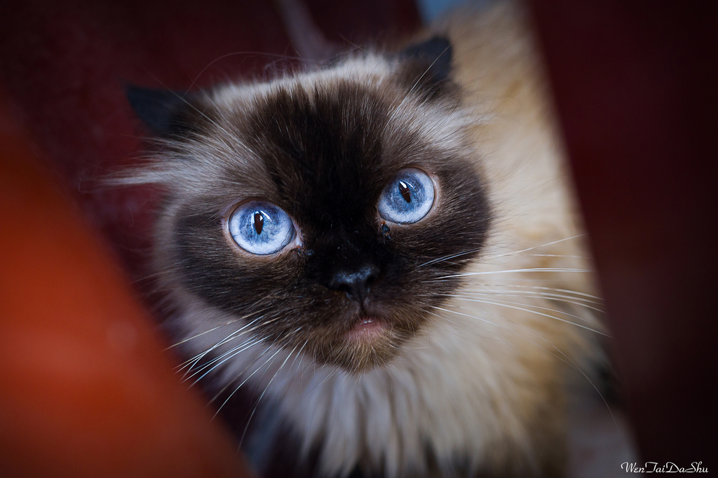 猫