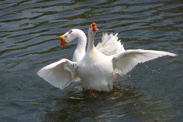 养鹅必备小手册,初养者的经验速成法,品种选择要慎重,已入手