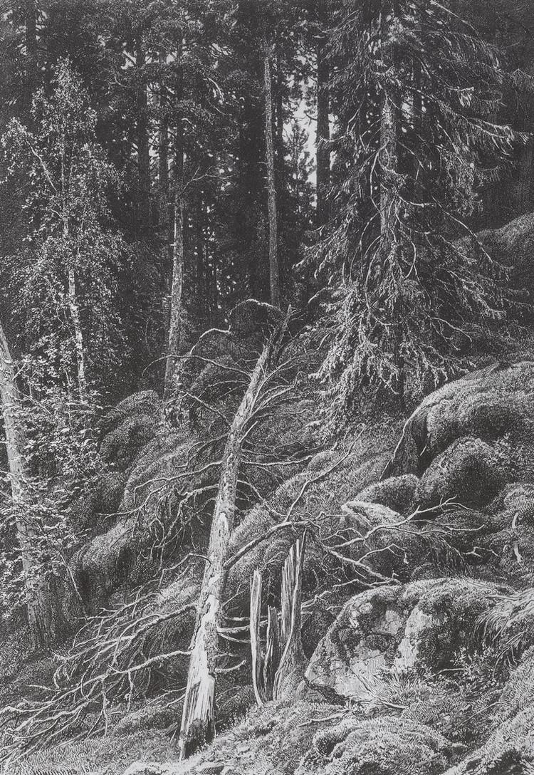 著名风景画家希施金(ivan ivanovich shishkin)绘画作品欣赏