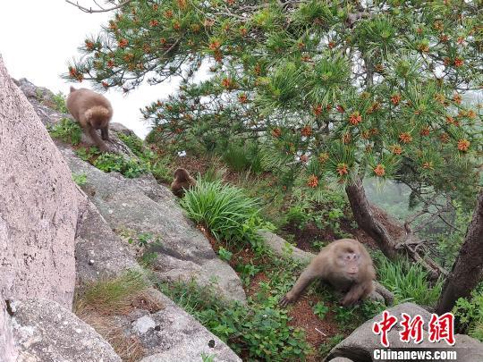 黄山短尾猴悬崖攀援觅食