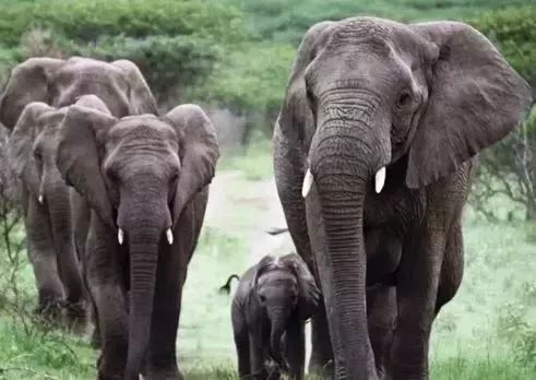 梦见亲人被大象伤害没受伤,梦境背后的深层含义与解析 梦见亲人被大象伤害没受伤,梦境背后的深层含义与解析