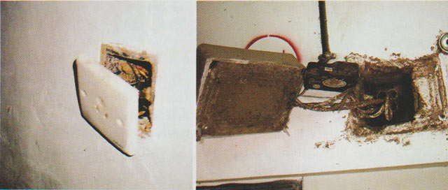 台湾乳白蚁为害建筑物内的点插座和电开关