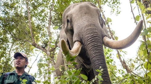 全球都在禁止偷猎大象
