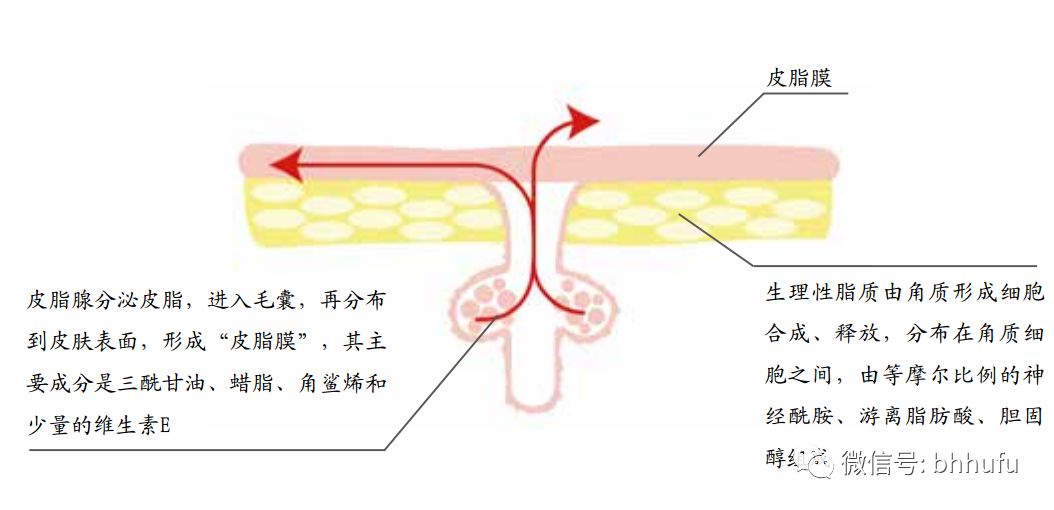 皮脂的分泌途径与生理性脂质的差别(引自《 听肌肤的话》第2版)