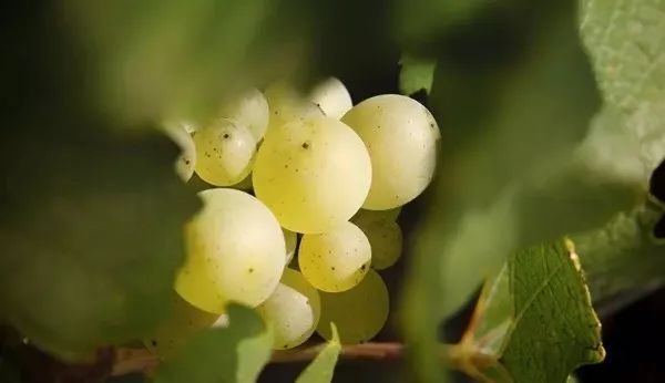 法国勃艮第村庄顶级的白葡萄酒，和浙江县城最好的食材，饭小美用一席风土之宴复刻乡土的珍馐与风情