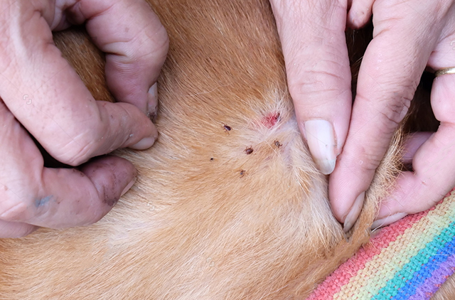 如何判断狗狗是否感染了寄生虫狗寄生虫感染的症状表现是怎样的