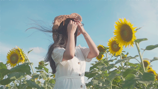 深圳第一批向日葵开了,330000㎡美到窒息!