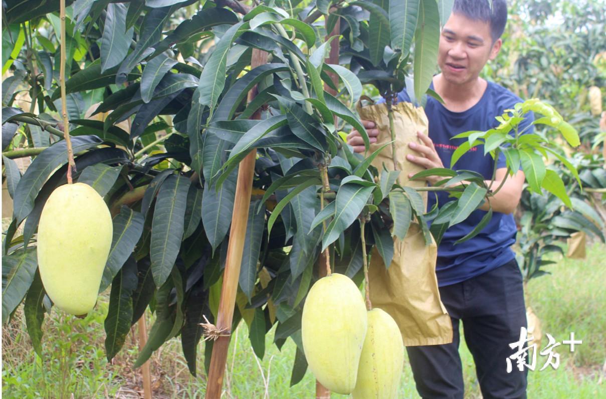 郁南这个镇6千多吨金煌芒和5千多吨无核黄皮正陆续上市__凤凰网