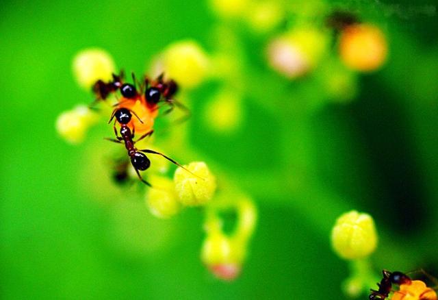 摄影创作善于安排画面的趣味中心,瞬间抓住观者的心