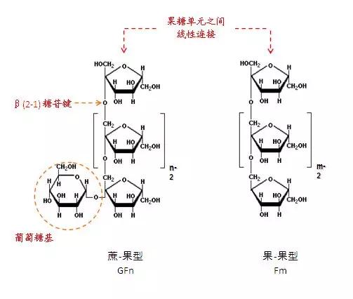 畅多多——菊粉文化的倡导者 fg游乐电子官方网