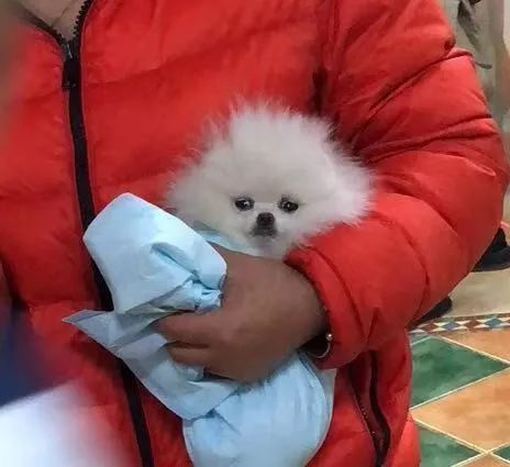 宠 物 医 院 人 间 观 察