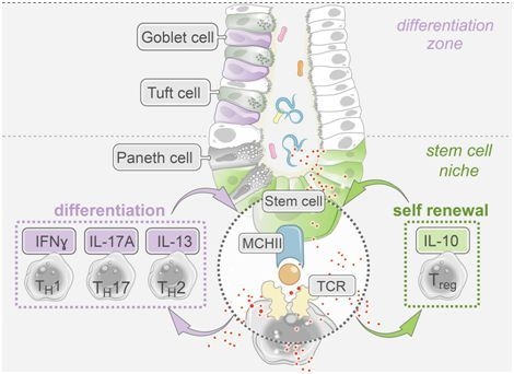 辅助性T细胞竟调节肠道干细胞的自我更新和分