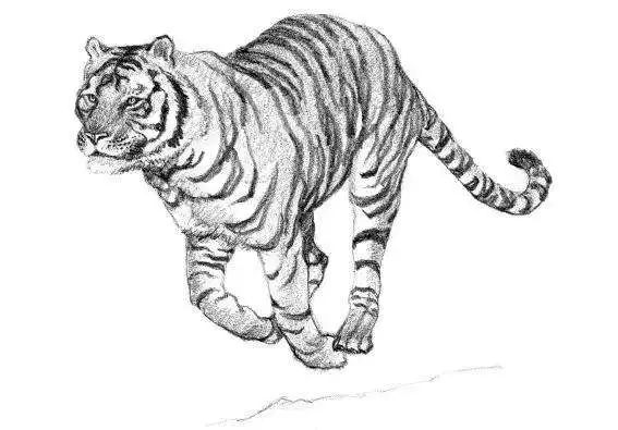 素材-一些老虎的画法