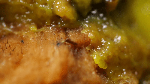 潮科技 | 人类花百年规划设计的铁路网，这些无脑生物26小时就搞定了
