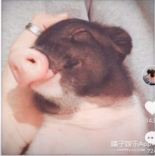 他家的猪可以盖章是猪圈顶流了吧？