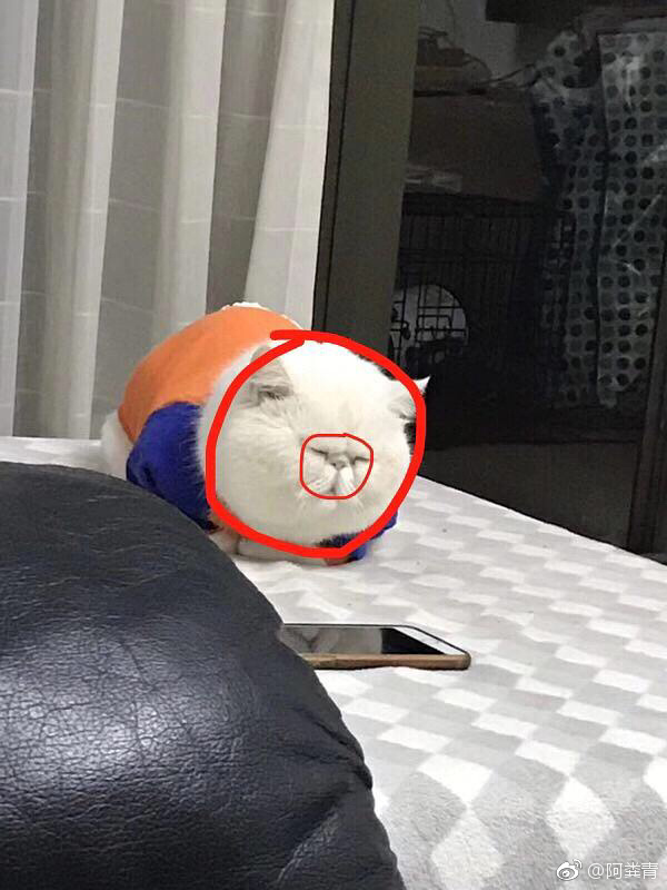 每日神段子丨带狗散步叫遛狗,那带小孩散步呢?