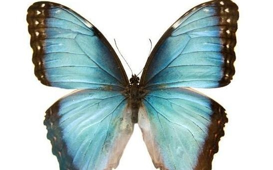 这四只蝴蝶,你比较喜欢哪只?测试你和他目前的