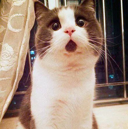 2018年度十大网络用语发布；王小川评张一鸣与张小龙；2018年中国游戏收入超两千亿元 | 猬报