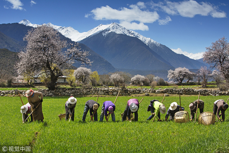 案例拆解：从土地流转、托管到Farm to B，「聚土网」如何运作订单农业？