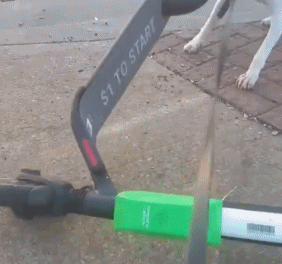 挂在电线杆上的共享单车，成了最疯狂的行为艺术