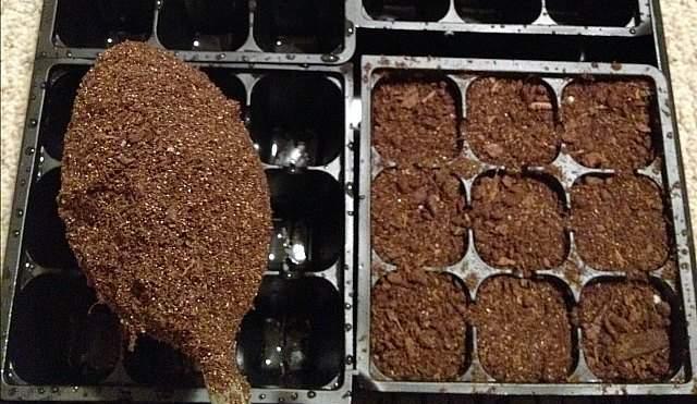 比较两种培养基,哪种更适合种子的开始?