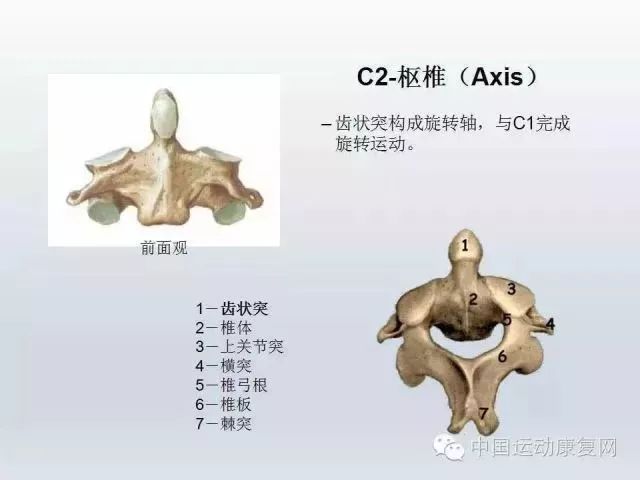 解剖特点表明颈椎非常灵活可以完成前屈后伸左右侧屈和旋转的动作.