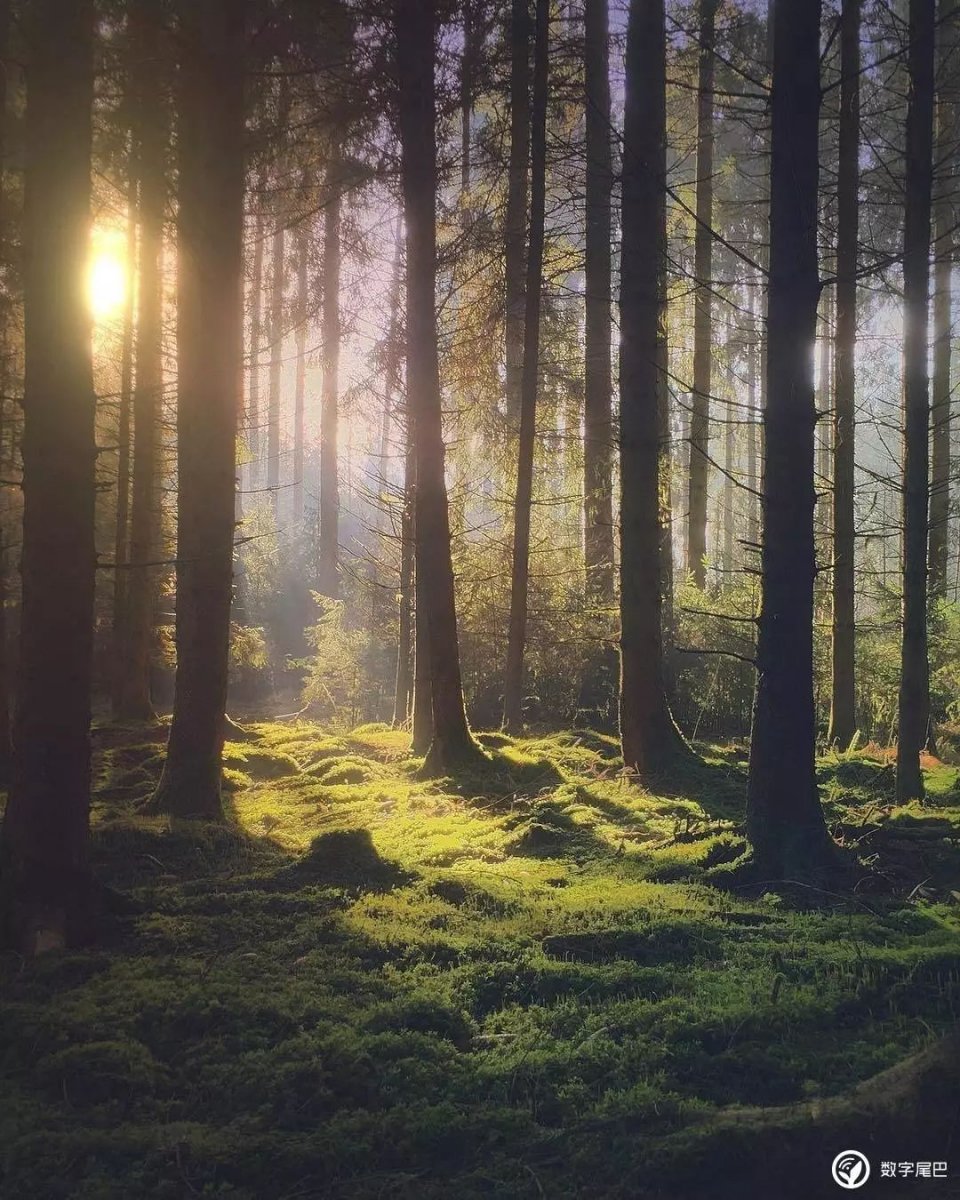 苹果在 Instagram 上选出了这九张年度照片