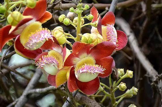 会爆炸的果实真的有,只不过并不是网红炮弹果