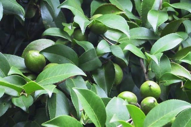 知否知否,油茶全身都是宝!