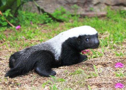 马云这个平头哥太狠了