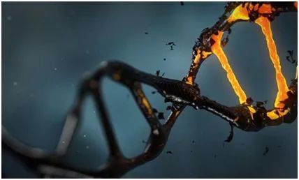 nature 从结构上揭示dna解链机制 凤凰网健康 凤凰网