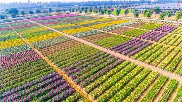 里水百合花文化节今日开幕,数十万鲜花免费赏!