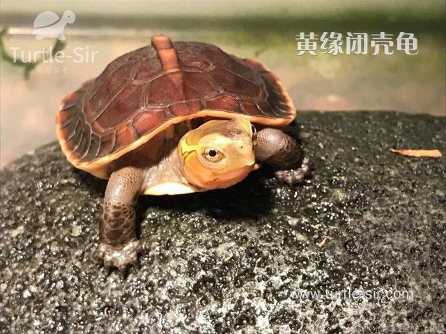 常见宠物龟智商排名,你家龟龟排第几?「龟谷鳖老」