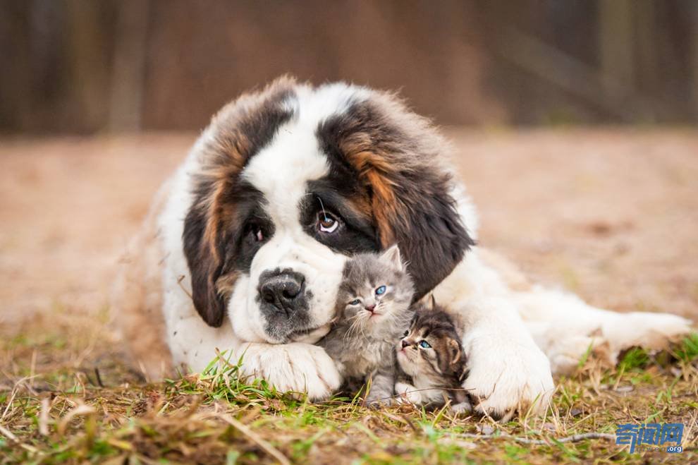 世界上最大的狗都有哪些?爱尔兰猎狼犬甚至可以扑杀野狼
