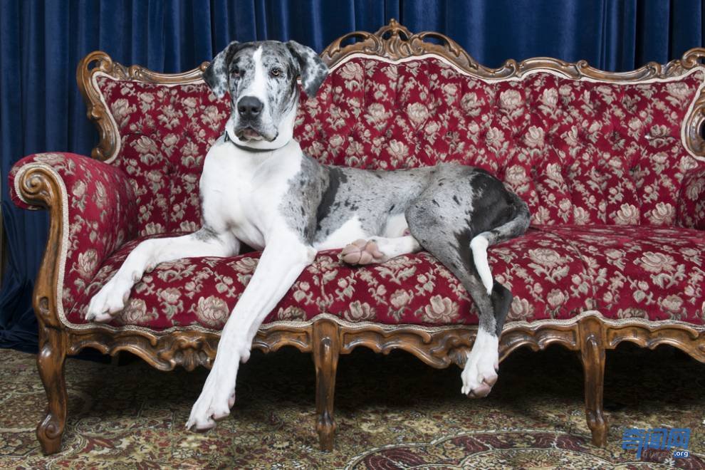 世界上最大的狗都有哪些?爱尔兰猎狼犬甚至可以扑杀野狼