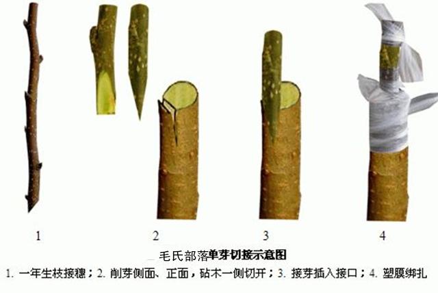 果树高级栽培技术 嫁接大全